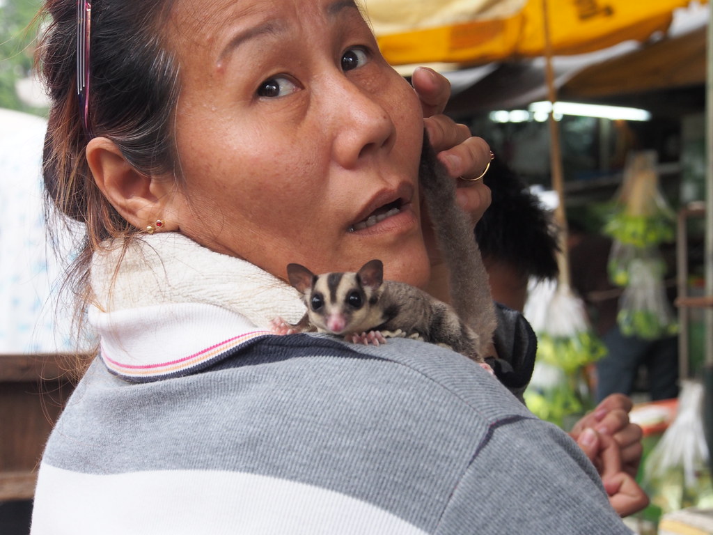 Sugar Glider on its owners shoulder