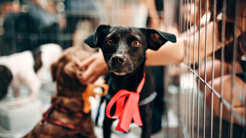 A cute black dog with a red ribbon in an animal shelter, symbolizing hope and rescue.