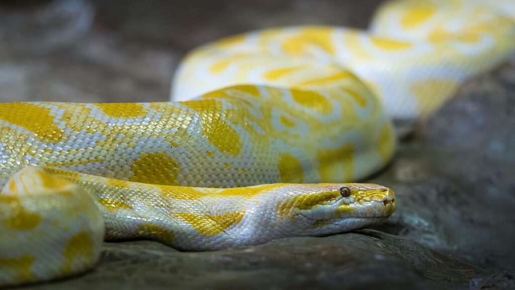 Close-up of a yellow and white python displaying albino patterns, showcasing its intricate scales.