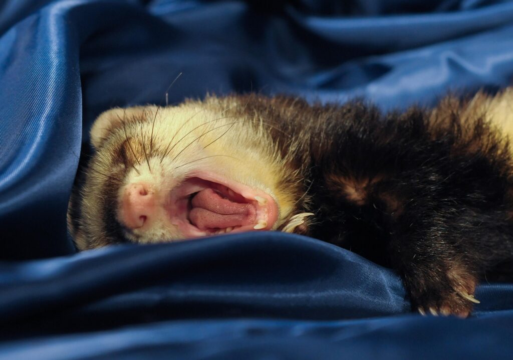 ferret, yawn, tongue, domestic animal, ferret, ferret, ferret, ferret, ferret
