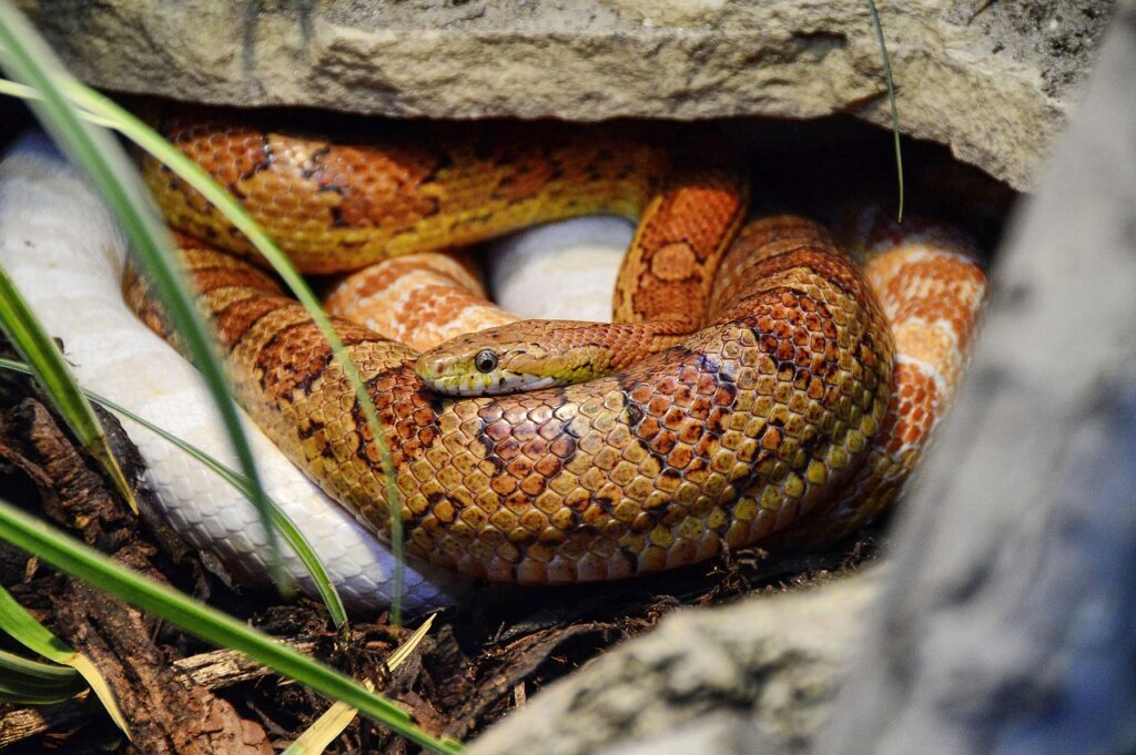 corn snake, pantherophis, guttatus, reptile, terraristik, snakes, animals, nature, non toxic, wildlife, lurk, creature, dandruff