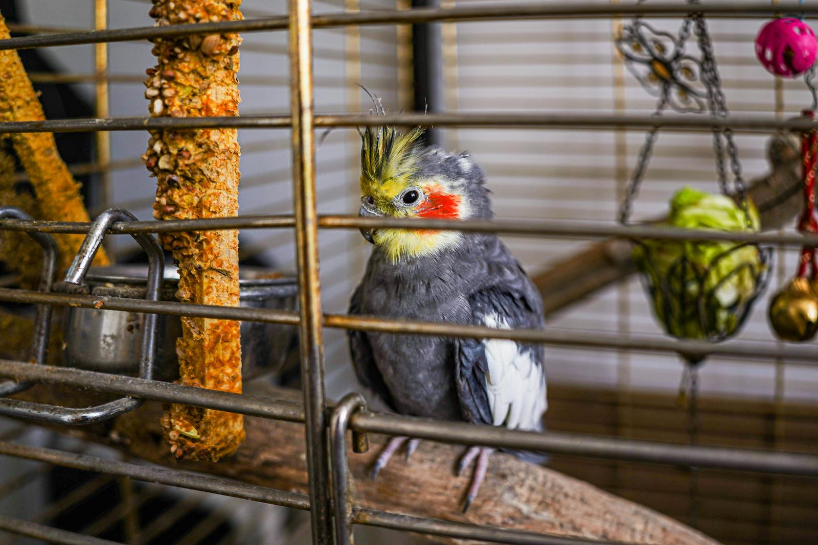 Vibrant cockatiel perched in a cage surrounded by toys and food.