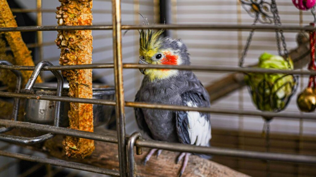 Vibrant cockatiel perched in a cage surrounded by toys and food.
