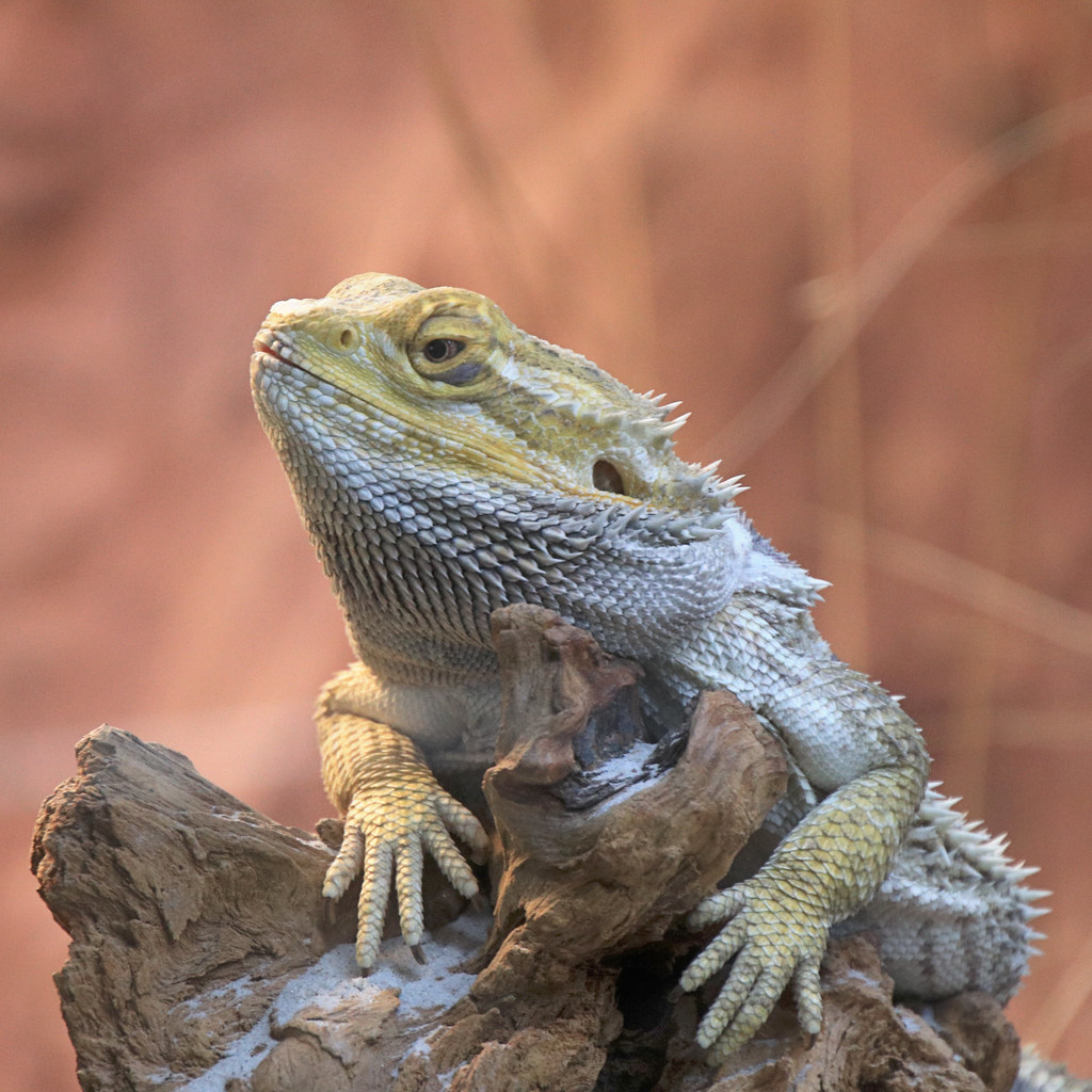 bearded dragon perched on a log