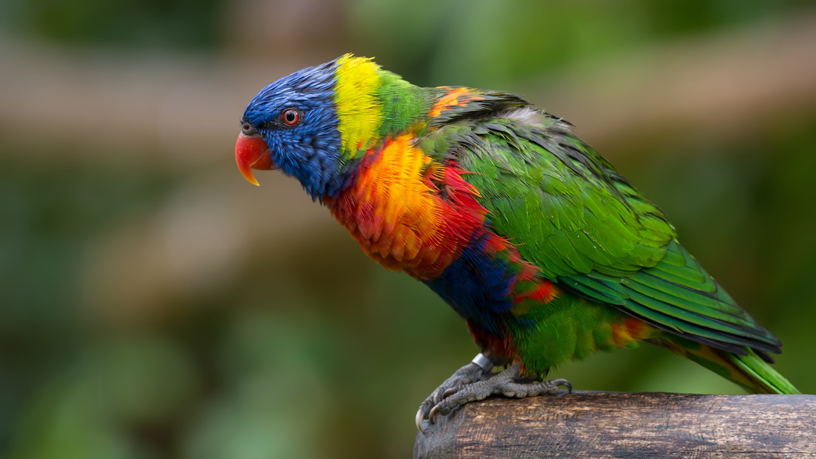 A brightly colored Rainbow Lorikeet with blue head, yellow nape, orange breast, and green wings perched on a wooden branch.