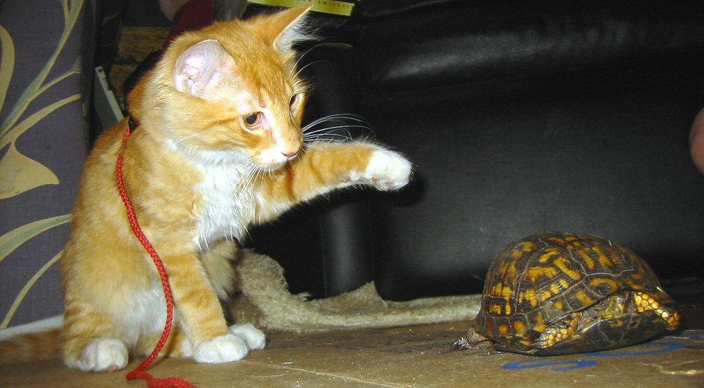 cat playing with a tortoise