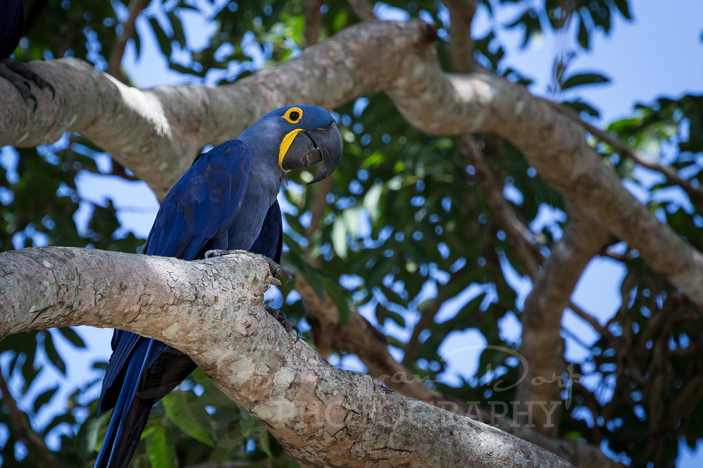 Hyacinth Macaw in a tree
