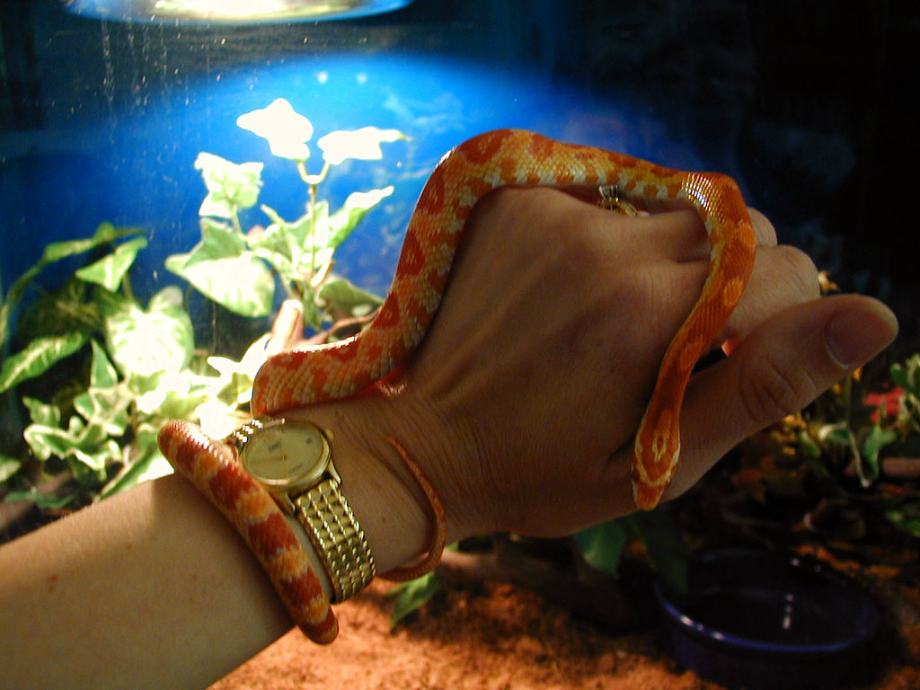 corn snake wrapped around a hand