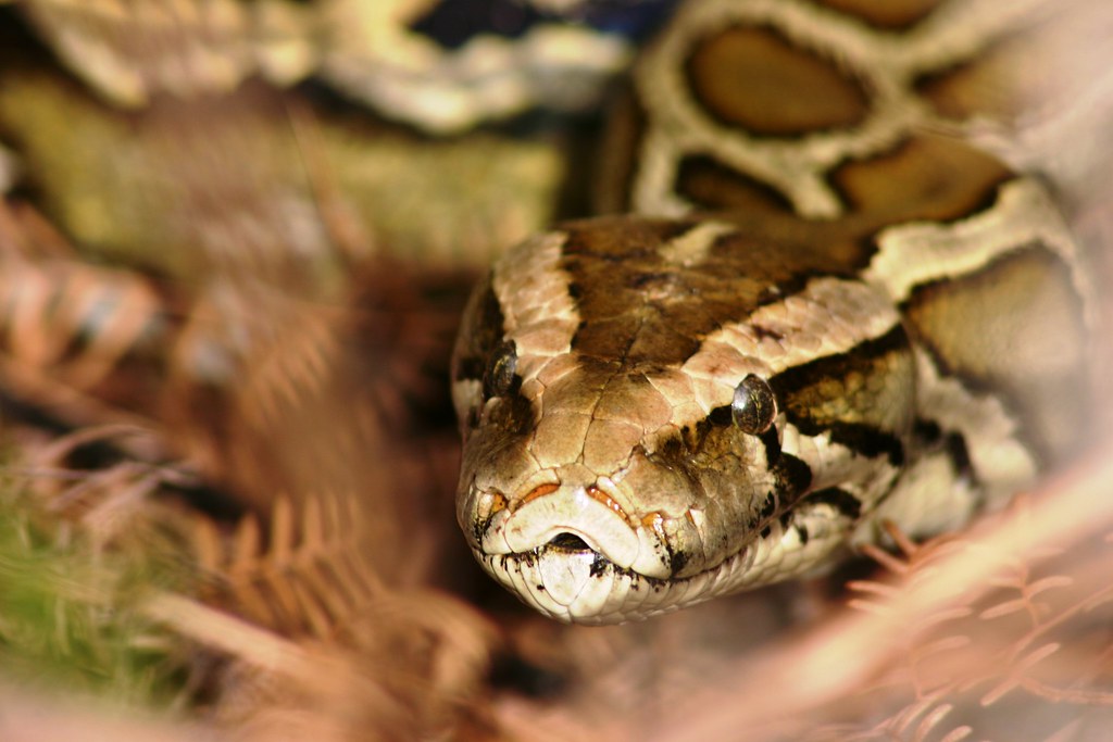 Burmese Python Closeup on substrate