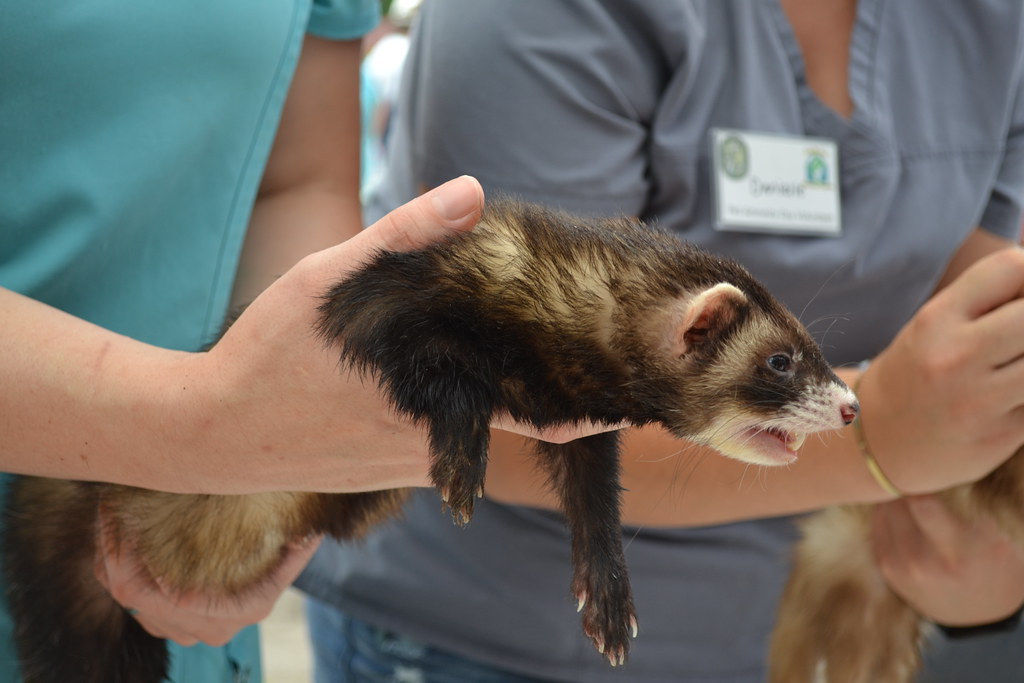 pet ferret being held by a vet