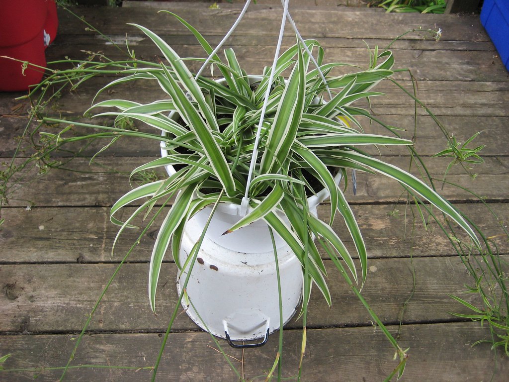Selecting Pet-Safe Plants for Your Indoor Jungle