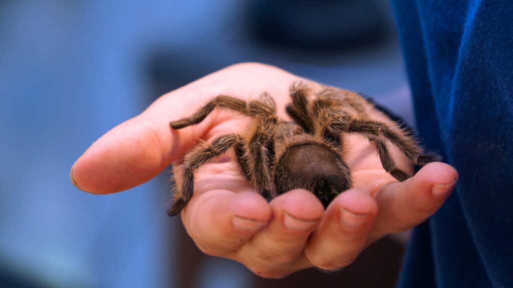 A large, hairy tarantula gently resting in the palm of a human hand.