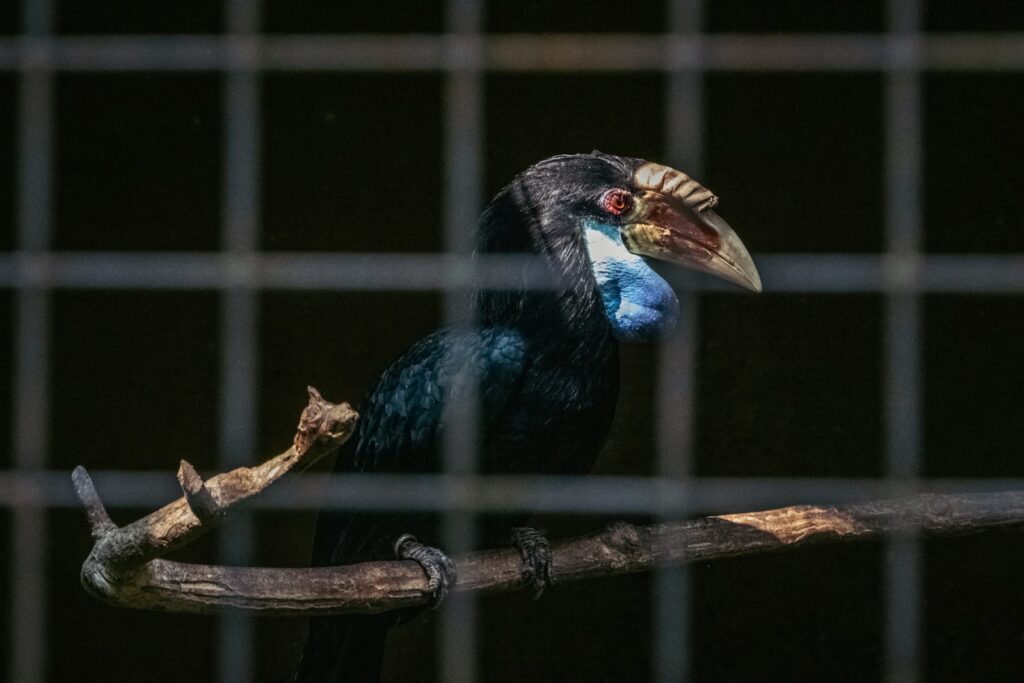 A bird with a long beak sitting on a branch