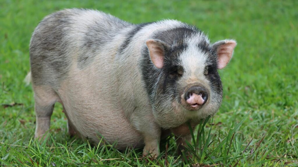 Cute pot-bellied pig grazing in a lush green pasture, showcasing its unique charm.