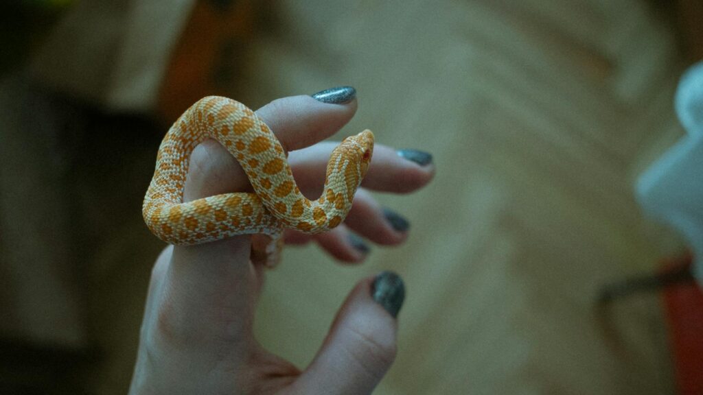 Close-up of an orange snake wrapped around a woman's hand indoors.