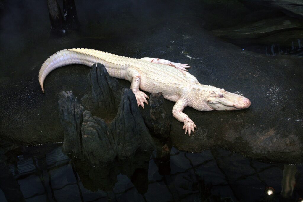 Albino alligator