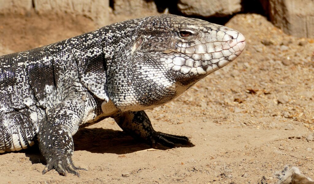 Argentine Black-and-White Tegu