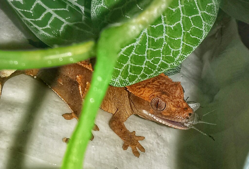 crested gecko eating a cricket