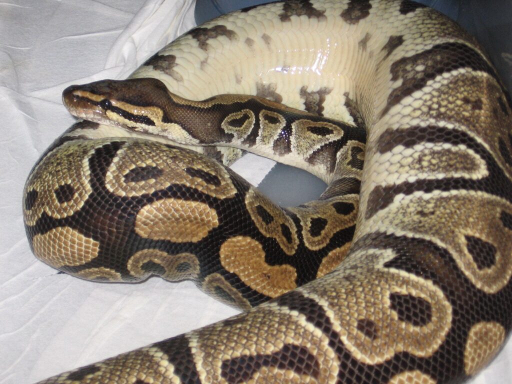 Ball Python Basking