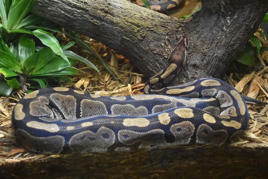 Ball Python in its enclosure