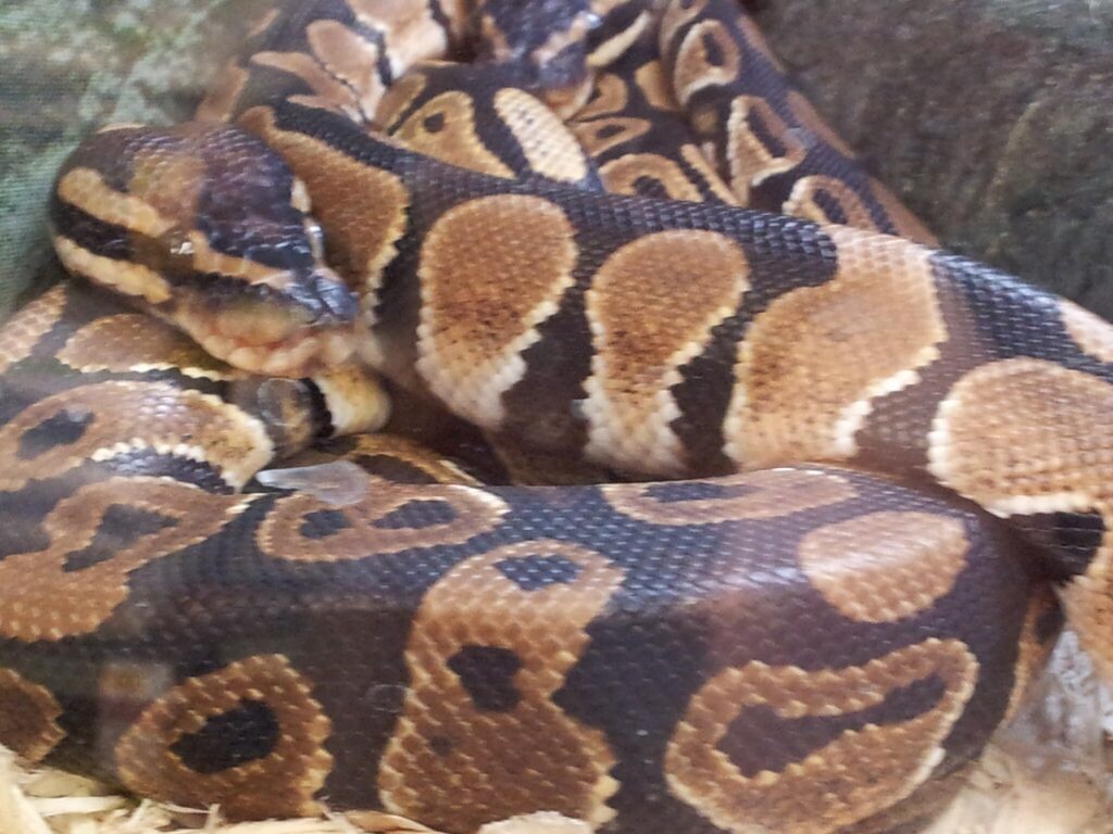 ball python curled up with in its tanks