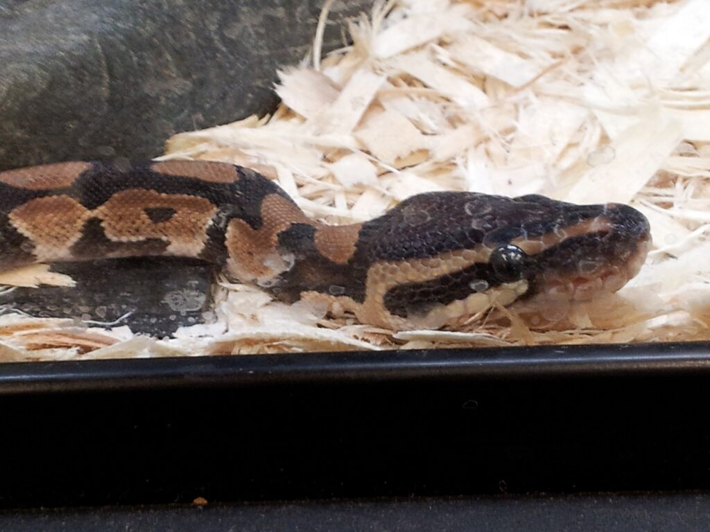 ball python in an enclosure