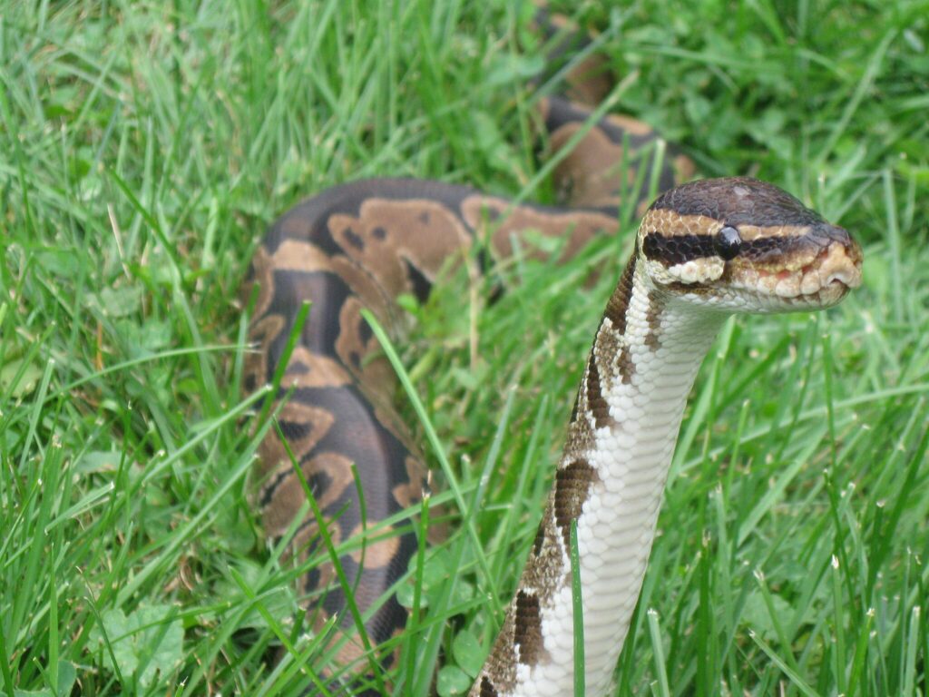 A ball python on green grass with its head perched up
