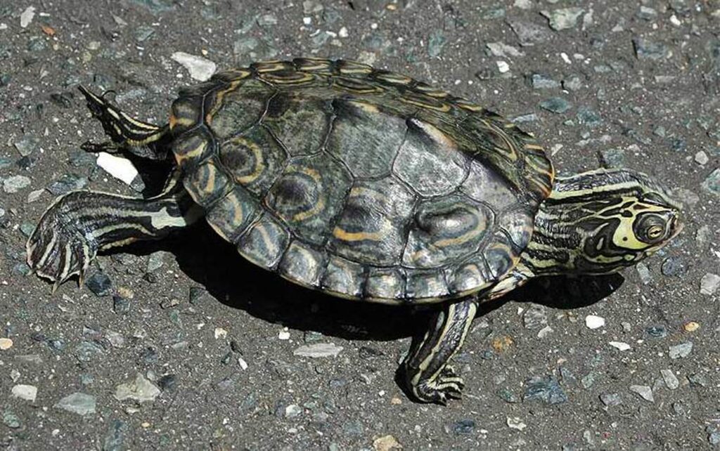 A Mississippi Map Turtle laying on some gravel