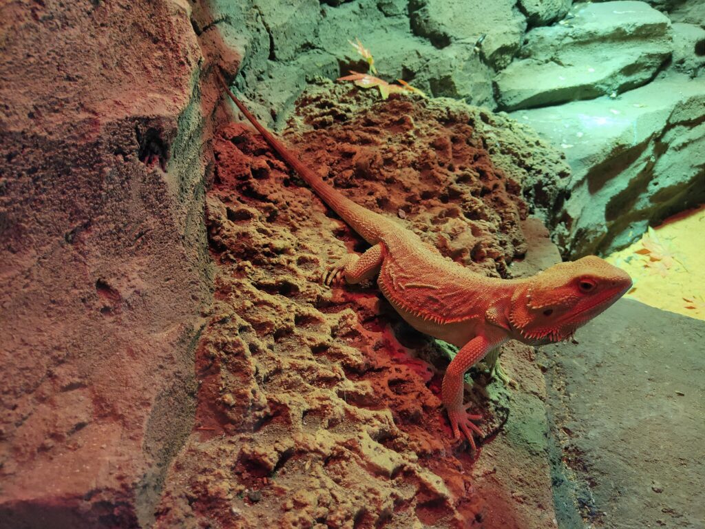 bearded dragon on the side of its enclosure on artificial rocks
