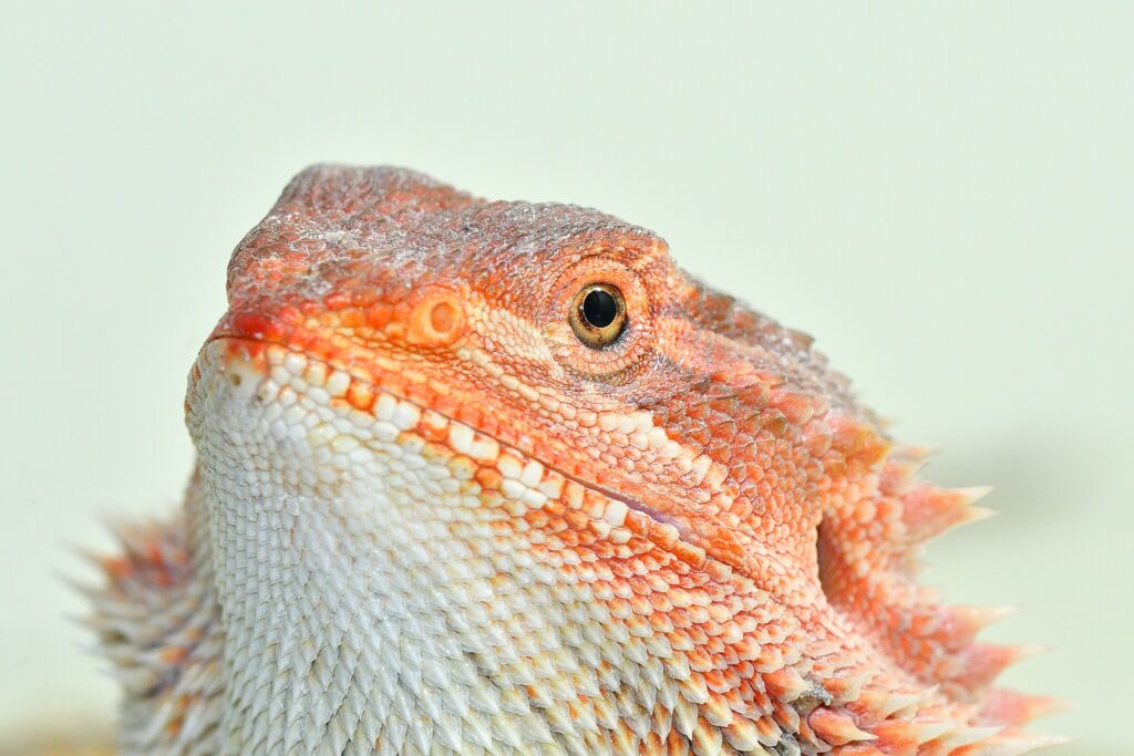 bearded dragon close up with light brown and white colorations