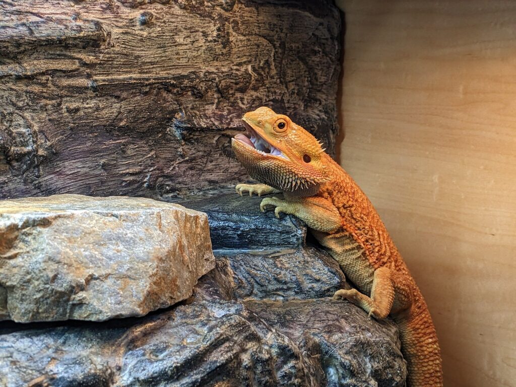 a bearded dragon perched in its enclosure
