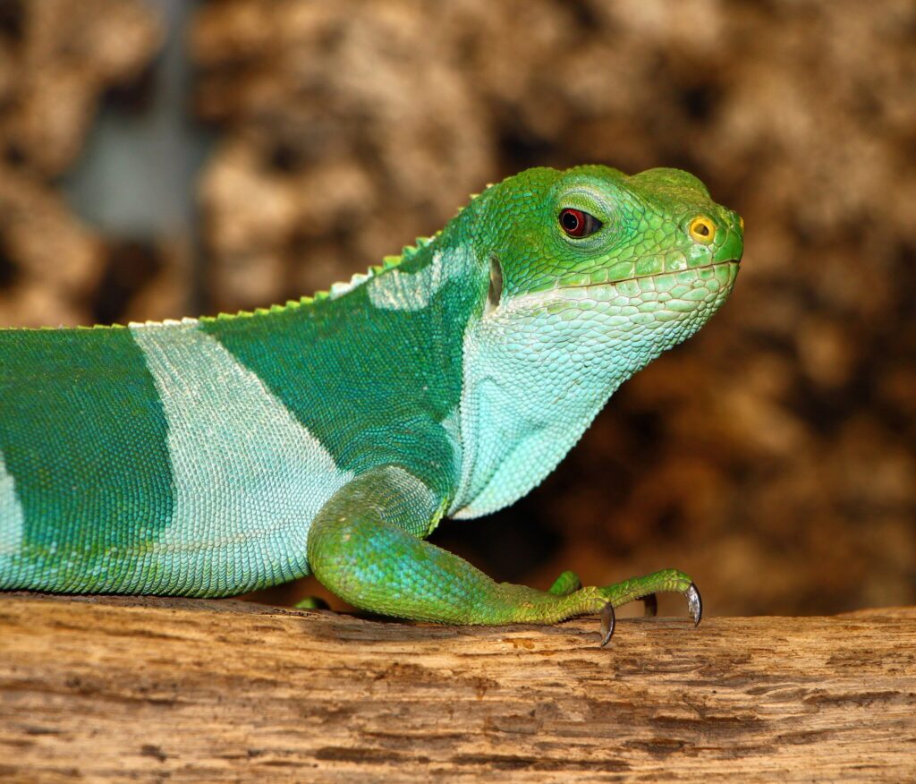 Brachylophus fasciatus Reptilium Landau