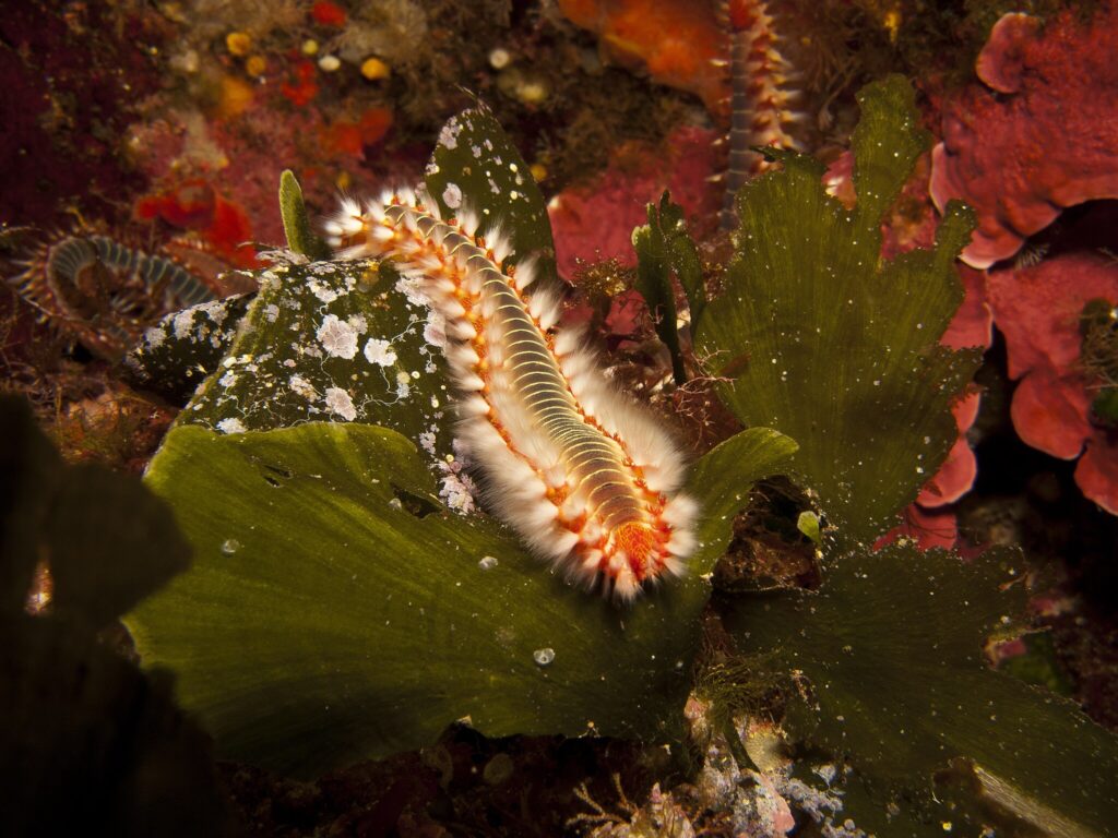 bristle worm