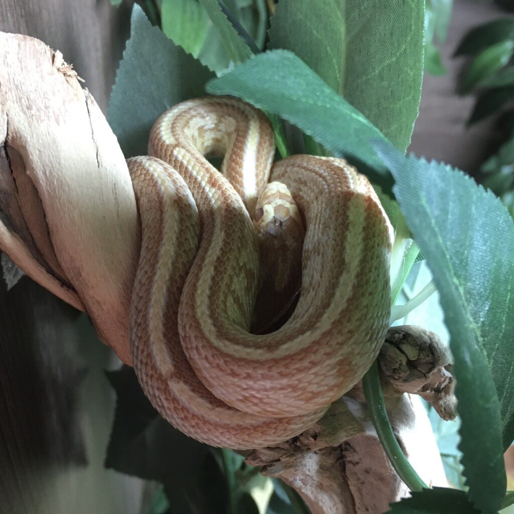 Tessera Corn Snake