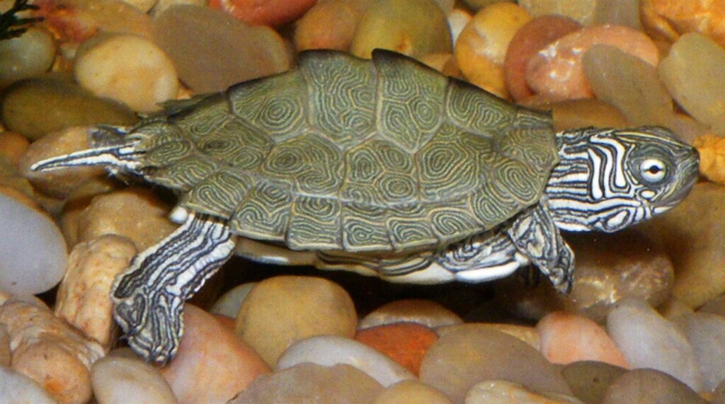 A Juvenile Mississippi Map Turtle