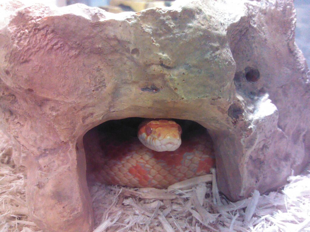 corn snake in a hide box