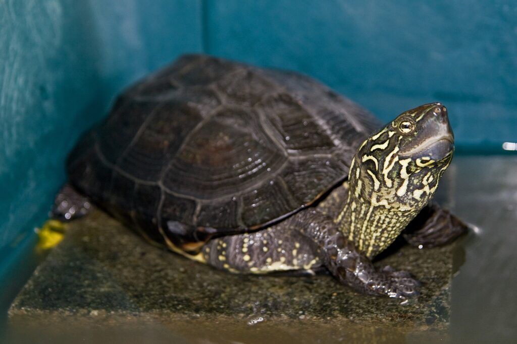 Reeves Turtle
