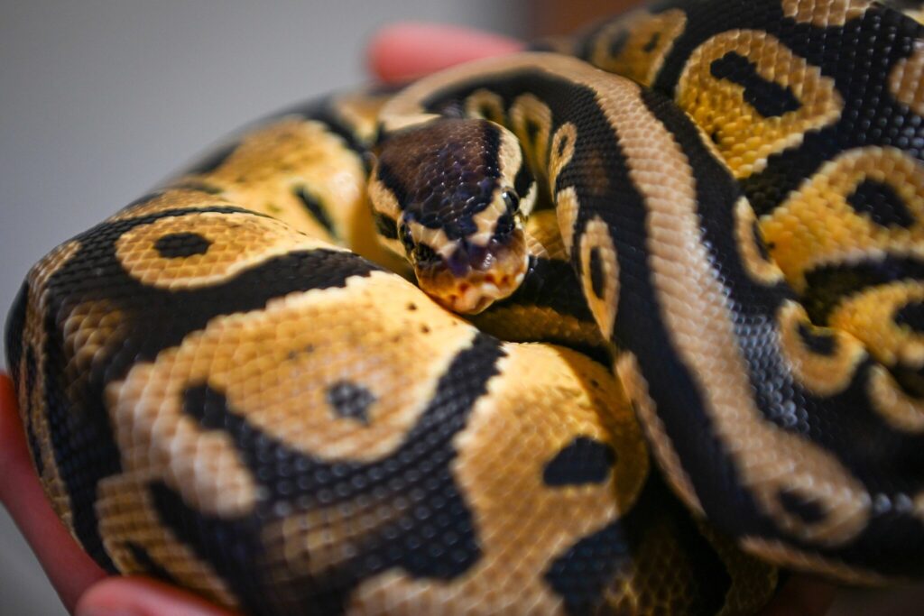 ball python coiled in a person's hand