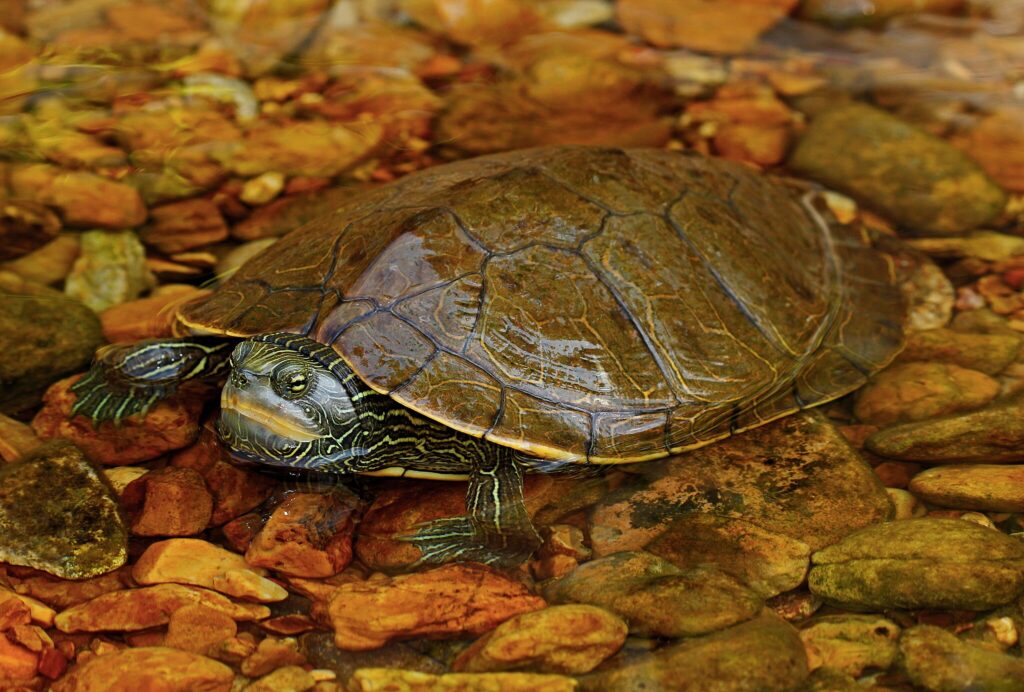 Mississippi Map Turtle in shallow water
