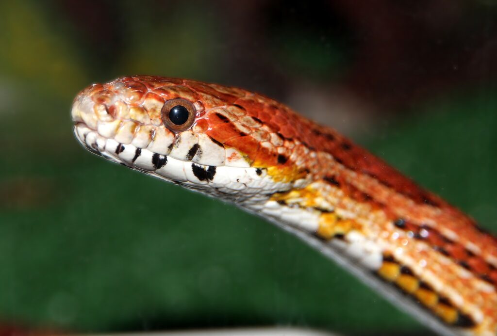 A close up of a corn snake with a blurring background