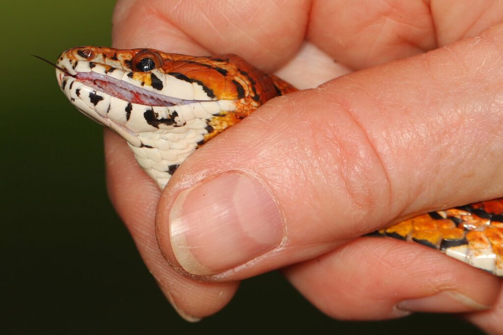 A corn snake in a persons hand