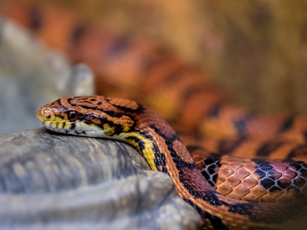 corn snake perching its head up