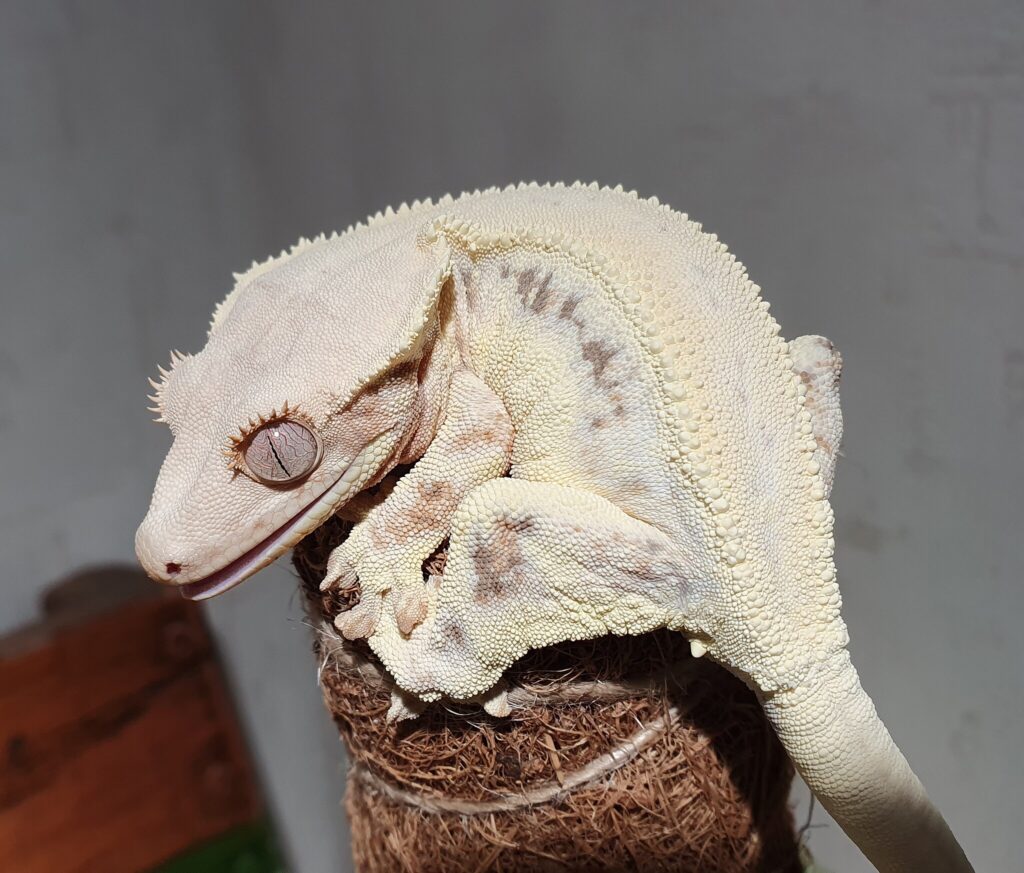 a crested gecko perch in its tank