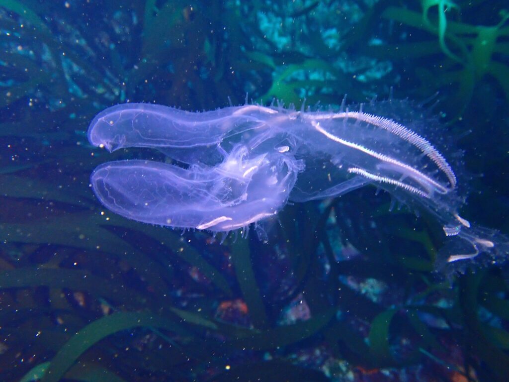 Ctenophore