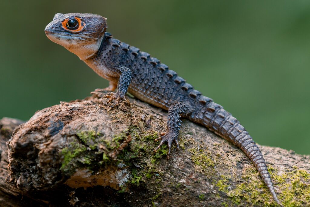 crocodile skink in natural habitat