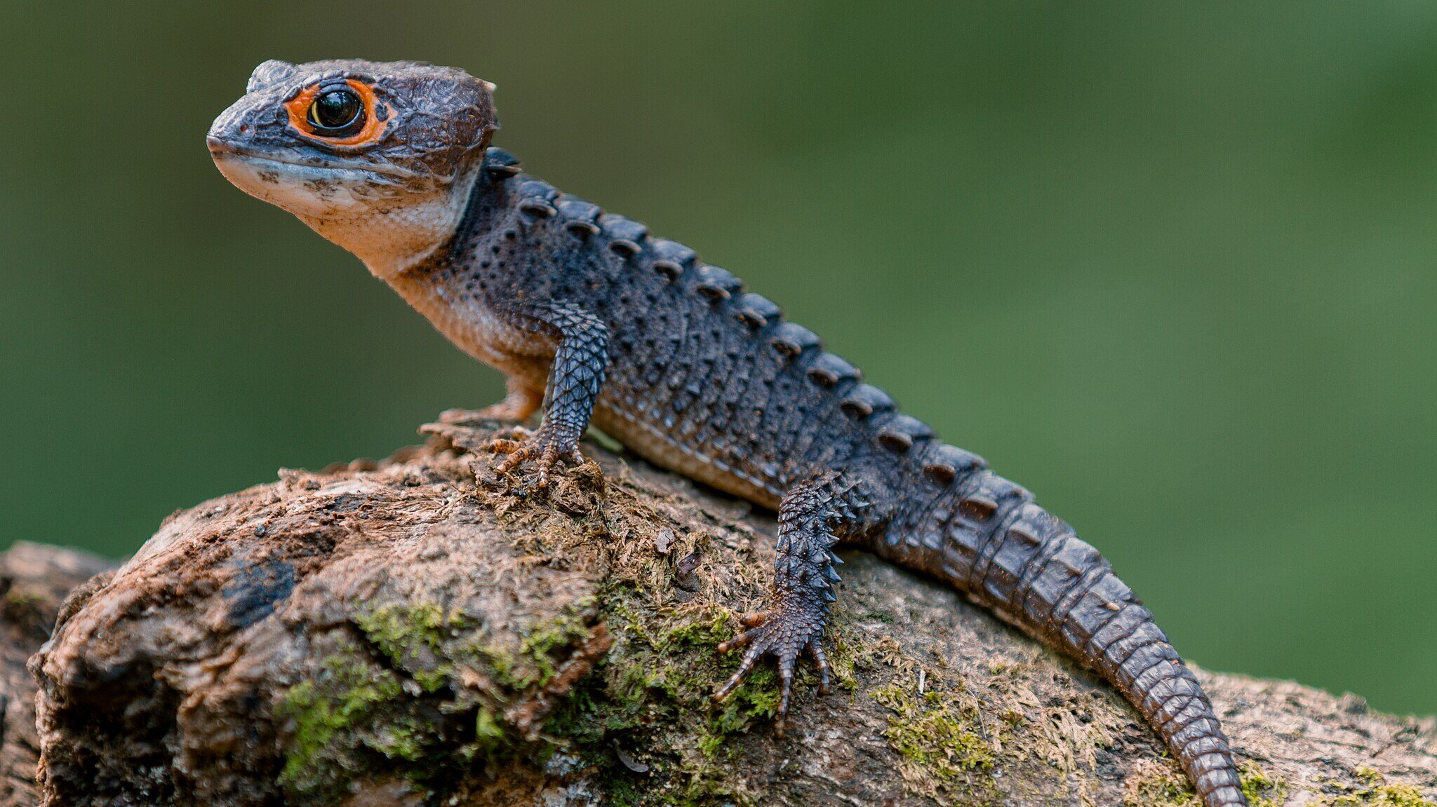 crocodile skink in natural habitat