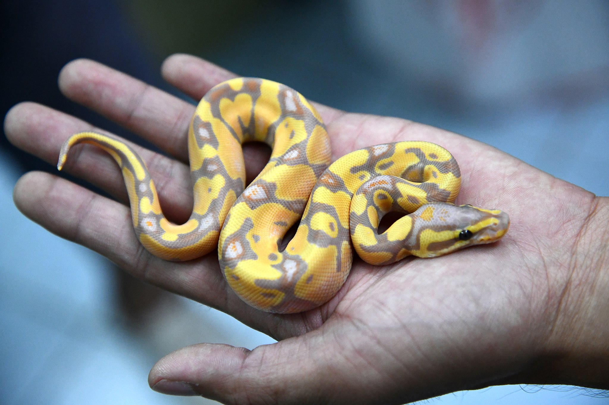A juvenile ball python in a persons hand