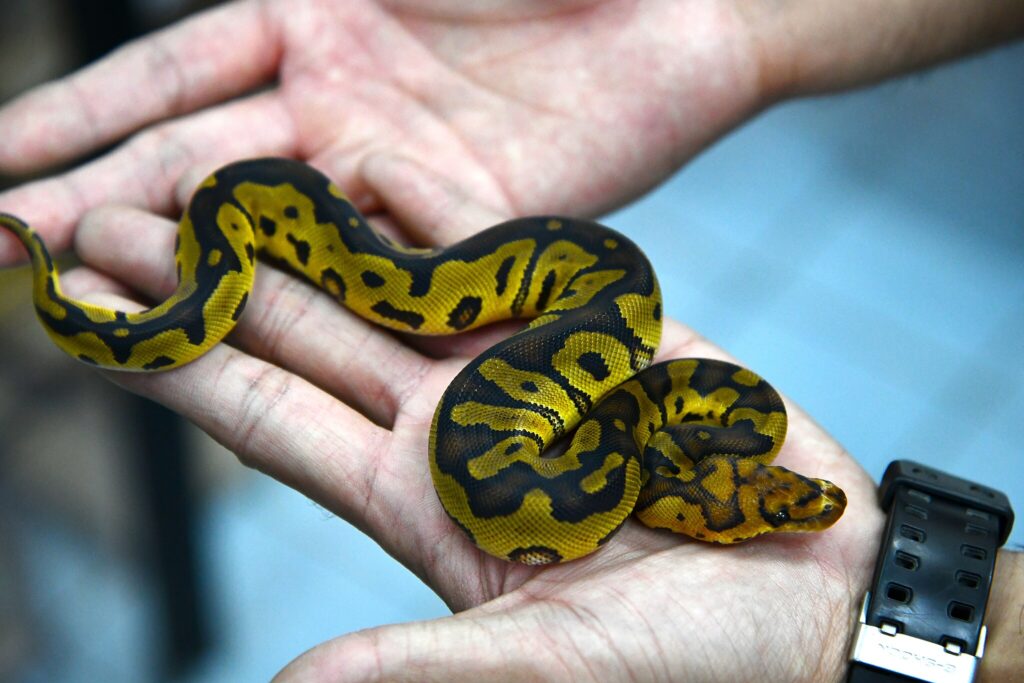 A ball python juvenile in its handlers hands