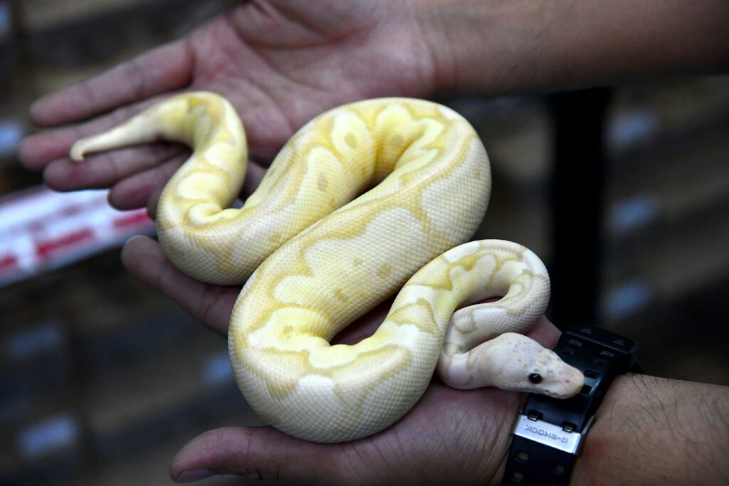 ball python in its owners hands