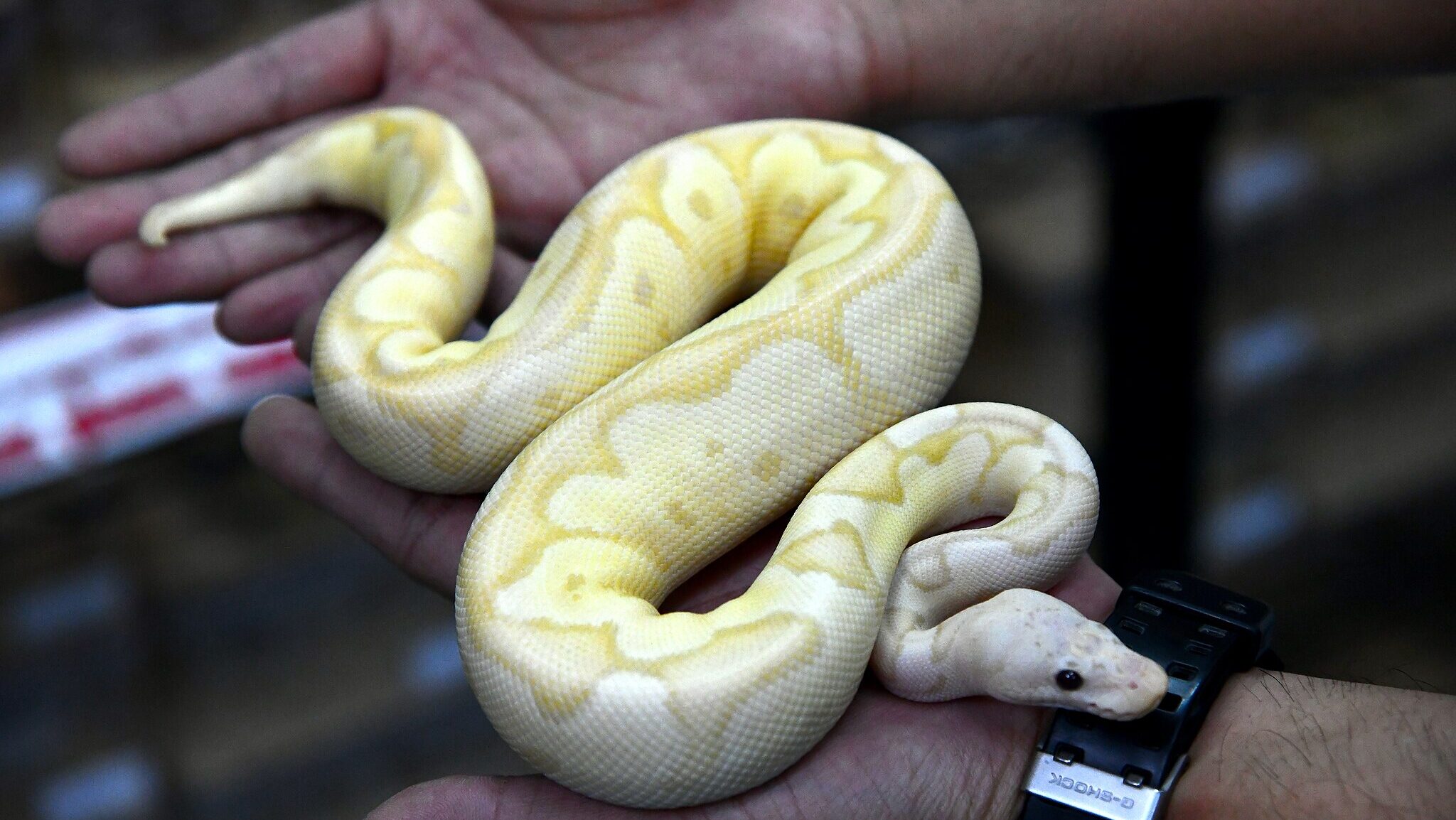 ball python in its owners hands